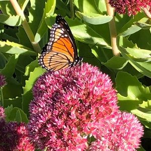 Meet your Posher, Lesley